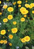 Anthemis tinctoria Dyer's Chamomile